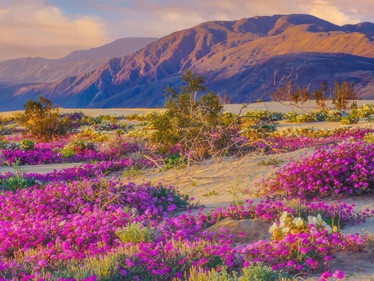 Fleurs Sauvages des Montagnes : Un Spectacle de Couleurs à Couper le Souffle
