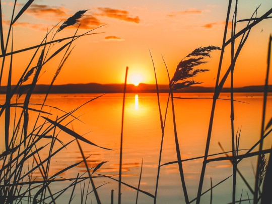 Magia al Atardecer: Un Paseo Inolvidable Entre los Juncales