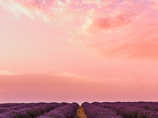 Dove i sogni di lavanda incontrano lo splendore del tramonto