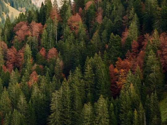Colorful Autumn Forest Scene Captures Stunning Views - Lifestyle news