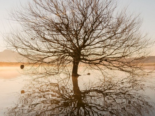 Solitude and Symmetry: The Poignant Beauty of a Lonely Tree's Reflection