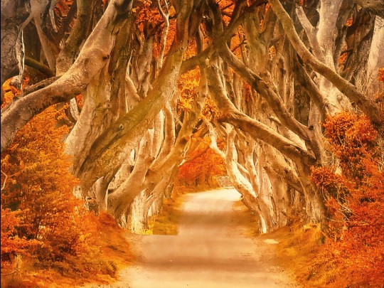 Incanto Autunnale: Un Viaggio Magico tra le Foreste Dorate d'Italia
