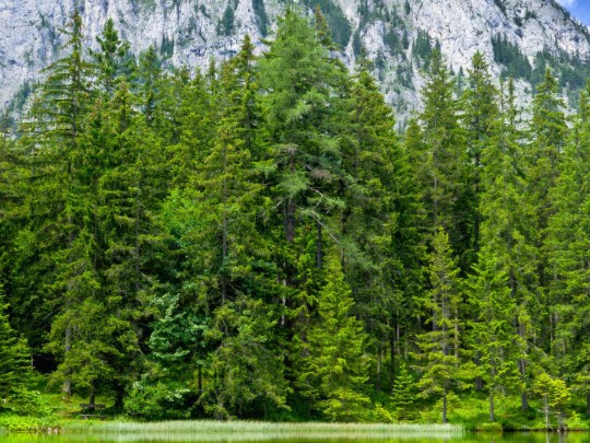 Rocky Peak: Lake, Forest Offer Idyllic Mountain Escape - Lifestyle news