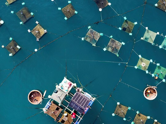 El Auge de la Maricultura: ¿El Futuro Sostenible de la Pesca en Venezuela y el Mundo?