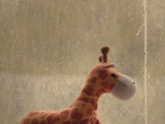 A Calmaria Inesperada: Uma Girafa de Pelúcia e a Serenidade da Janela