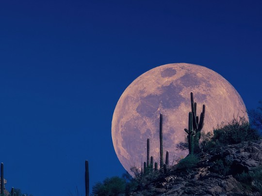 La Magie de la Pleine Lune et du Cactus : Une Nuit de Rêve sous les Étoiles