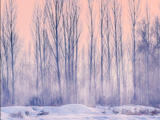 Paisaje Invernal de Ensueño: Un Mundo de Paz y Belleza