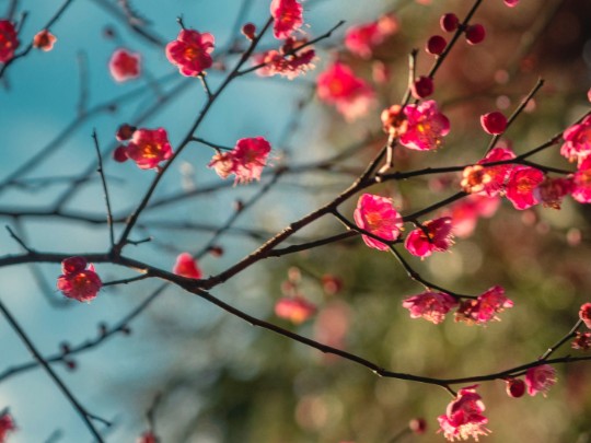 Fiori di Piuma: Un Inno alla Resilienza e alla Bellezza Invernale