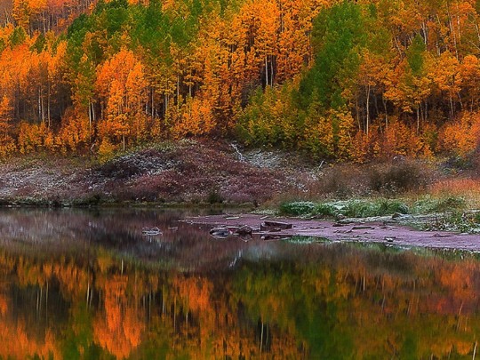 Echoes de Oro: Una Reflexión Forestal de Otoño